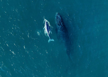 Começou a temporada de baleias no litoral brasileiro
